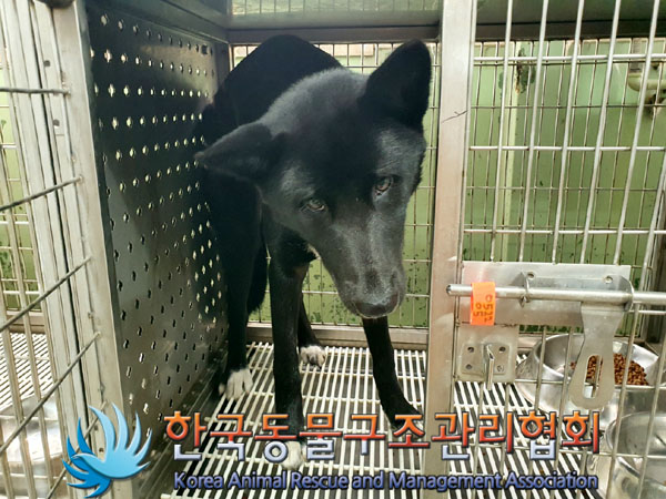한국동물구조관리협회_441392202300131